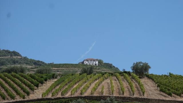 viñedos