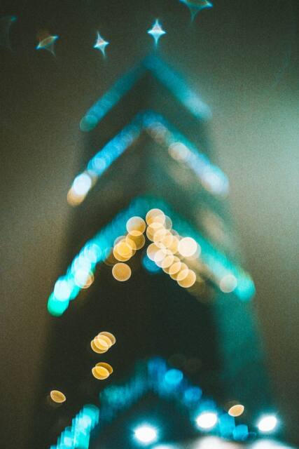 a group of fish swimming in the water