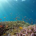 school of fish in body of water